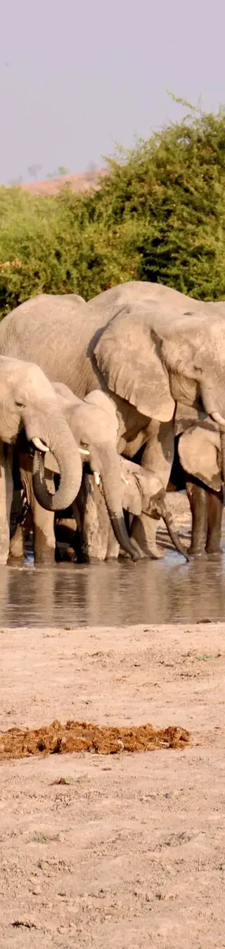 Éléphants au point d'eau